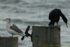 Shag at Southend Pier (Richard Howard) (30585 bytes)